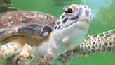 Teen Scientist Wins $10,000 for Figuring Out Why Green Sea Turtles Are Growing Tumors