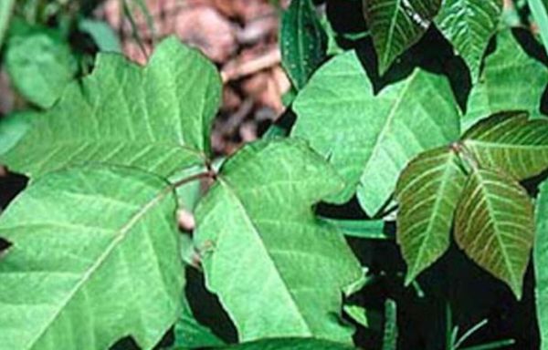 What to know about poison ivy before clearing your landscape: Dan Gill explains