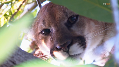 Los Angeles homeowner startled to find mountain lion staring at her