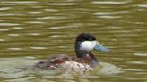 Scott: Migrating birds benefit from early Rio release