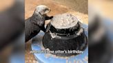 Rescued Sea Otter Celebrates Her 13th Birthday With Otterly Adorable Party