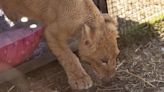 Freya the rescued lion cub is safe in South Africa, but many other lions there are bred to be shot