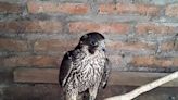 Smith: Peregrine hatched in Port Washington and found 2,100 miles away shows why the species is called the wanderer