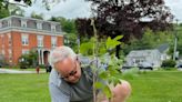 Liberty Tree sapling in Honesdale to be replaced by America250PA after failure to thrive