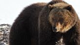 Group intends to sue over Montana grizzly bear translocation