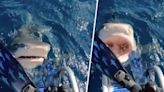 Marine Scientist Almost Dives into Shark’s Mouth in Viral Video