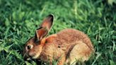 How Furry Pet Rabbits Can Become Invasive Feral Pests