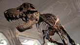 12 incredible dinosaur finds that sold for a fortune