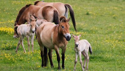 Four endangered Przewalski's horses born at UK zoo marks significant milestone