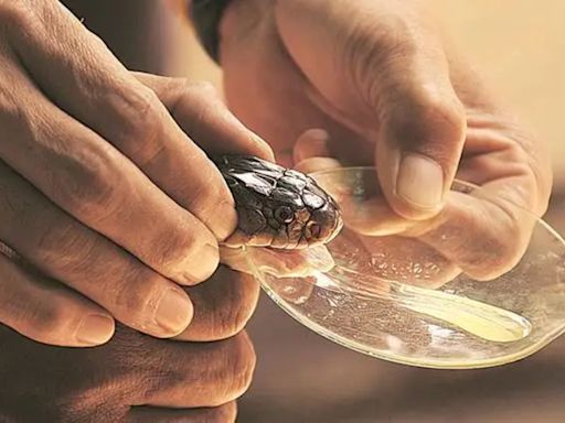 Bangladesh sees a spike in snakebite cases | World News - The Indian Express