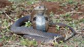 Researchers discover new antidote for cobra bites