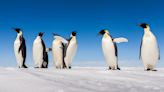 Emperor penguins have been added to endangered species list and experts warn they ‘need urgent climate action’