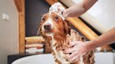 How often to bathe your dog