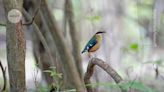 ‘Rainbow’, ‘like a cricket’: every bird in South Africa now has an isiZulu name