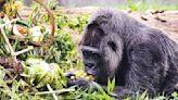 Berlin Zoo gorilla, believed to be oldest in the world, turns 67