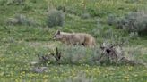 Yellowstone coyote not alone; can you spot the other mammal?