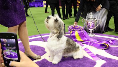 Who will win Best in Show? Schedule, TV, streaming info for 2024 Westminster Dog Show