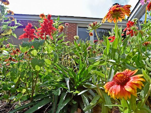 Taking your garden into summer: Dan Gill's tips for the transition