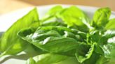 CDC closes investigation into Salmonella outbreak tied to basil after 36 cases