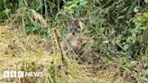 Calverton: Wallaby sighted in Nottinghamshire village