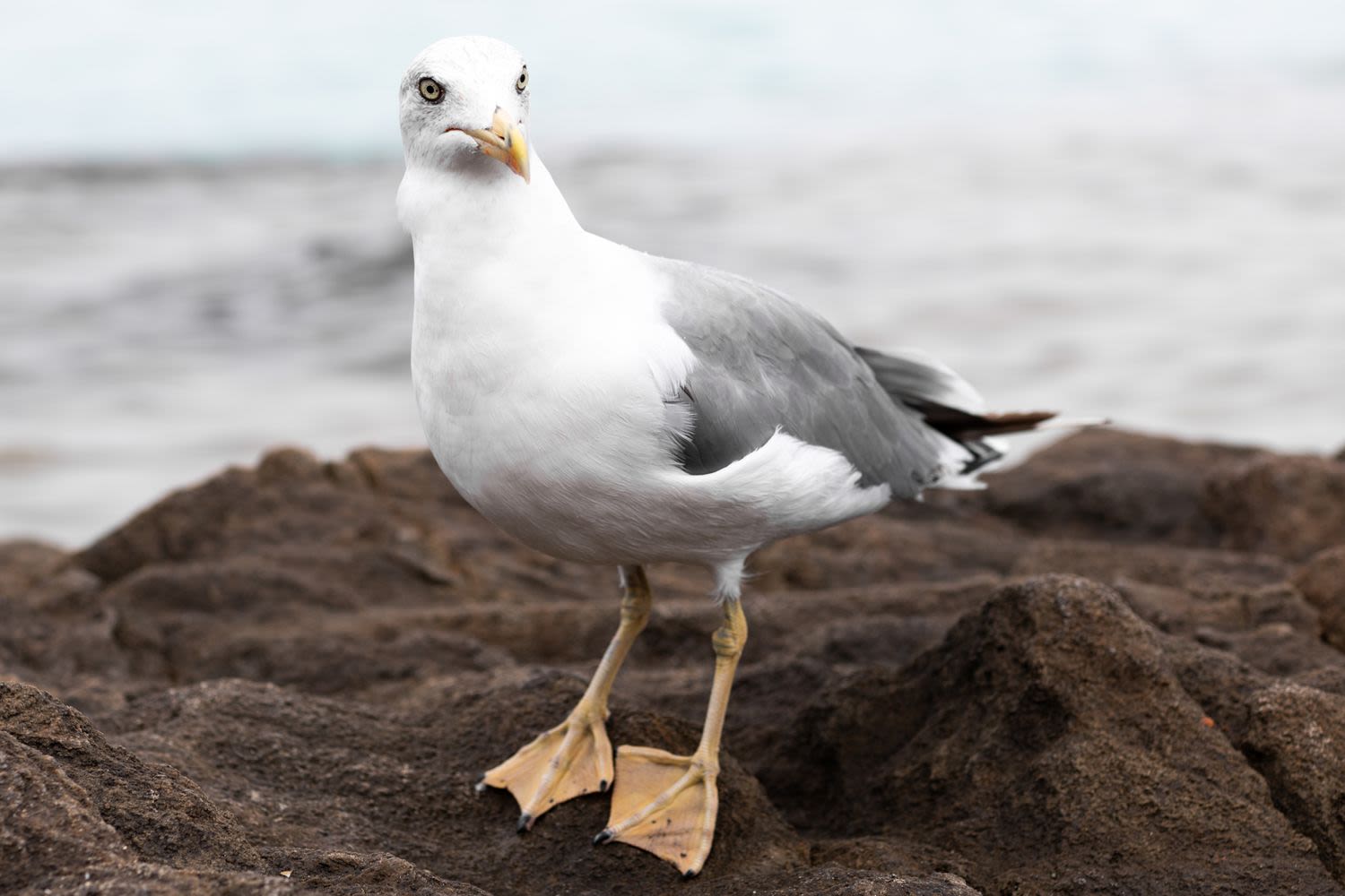 Man Who Allegedly Ripped Off Seagull’s Head for Stealing Daughter’s French Fries Arrested for Animal Cruelty