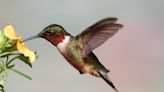 You might find some hummingbirds flying past you this spring