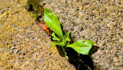 Kill weeds on patios with water method that is more effective than vinegar