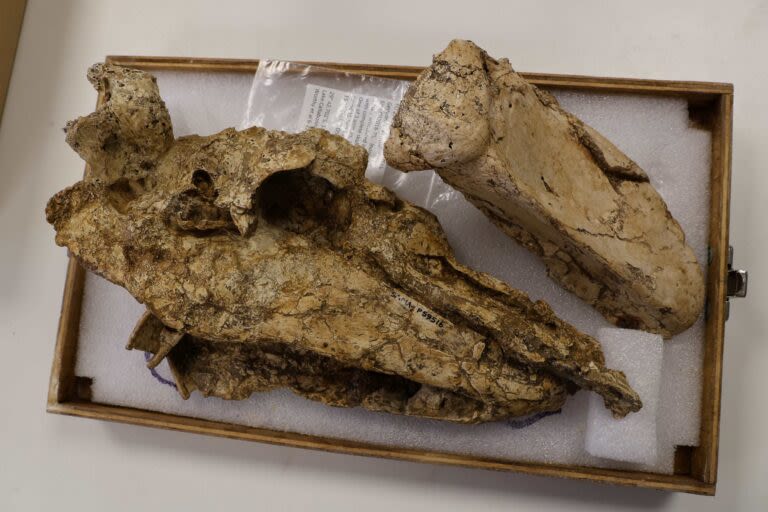 Paleontologists Uncover Rare Skull of 500-Pound 'Thunder Bird' in Australia