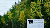 La petición a los vecinos de un pueblo canadiense para evitar más visitas de osos