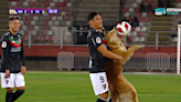 Watch as playful dog interrupts soccer game and refuses to let go of the ball in Chile