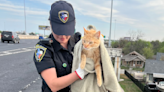 Texas Officers Rescue Cat Found Lounging Atop a Busy Interstate Overpass