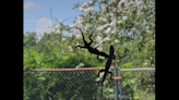 Watch two goofy lizards try to fight each other — through a porch screen in Florida