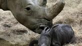 Rare baby white rhino born on Super Bowl Sunday at Indianapolis Zoo