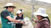 Junín: entregan 1,240 kits veterinarios para proteger a alpacas y ovinos ante las heladas