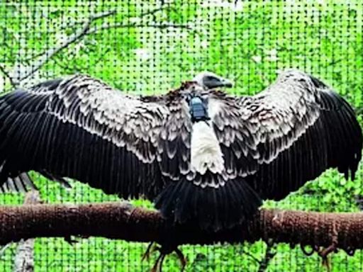 BNHS tags 10 long-billed vultures in Pench Tiger Reserve | Nagpur News - Times of India