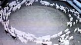 Watch: Flock of sheep walking in a circle for 12 days is a mystery