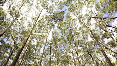 El gigantesco árbol español que empeora la sequía al beberse el agua ajena