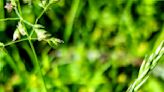 As cicadas emerge, nature lovers travel thousands of miles to converge on Illinois