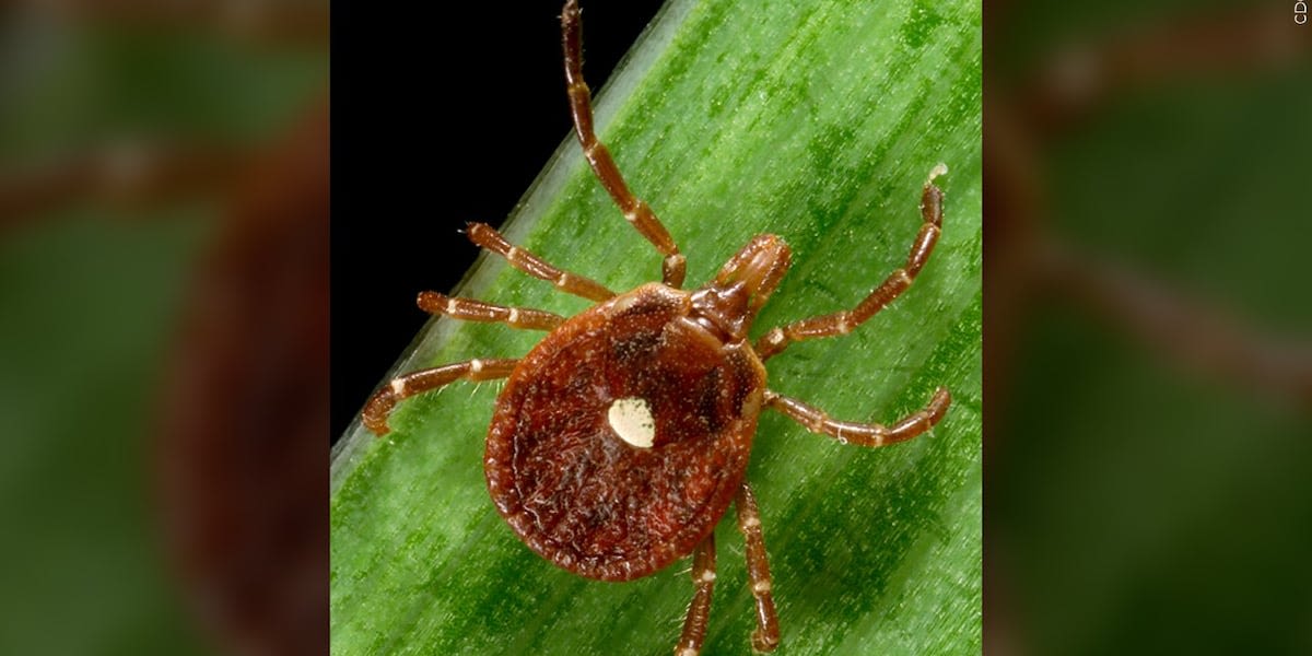 A tick that causes meat allergies is on the prowl