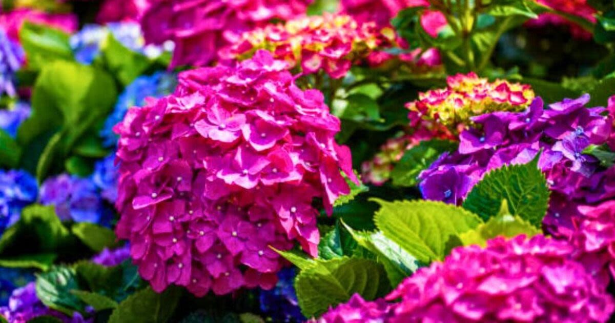 Give hydrangea flowers a ‘natural boost’ by feeding them a homemade fertiliser