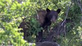 Bear survives hard fall from tree near downtown Salt Lake City