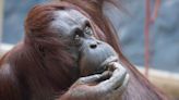 Colchester Zoo orangutans 'intrigued' by roof repairs