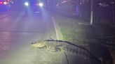 Gator spotted in Bossier City