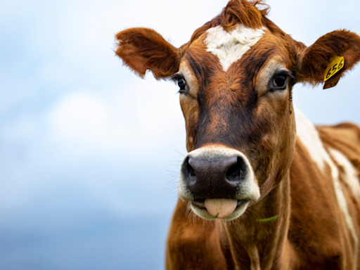 Blind Rescue Cow's Sweet Greeting for Her Caretaker Is Absolutely Beautiful