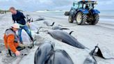 Major operation to find cause of mass whale pod stranding