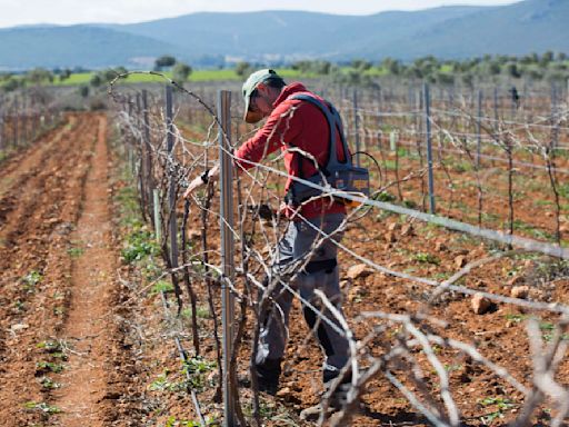 Ciudad Real: El Gobierno de España destina 5,1 millones al fomento del empleo agrario