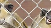 USDA probes death of monkey at Wake Forest medical school research facility