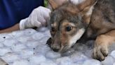 Awwww! Four endangered American red wolf pups ‘thriving’ since birth at Missouri wildlife reserve