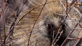 Where have all the porcupines gone?