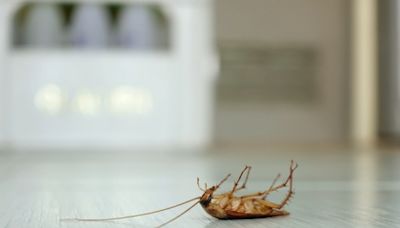 蟑螂除了討厭之外，更怕影響環境衛生，家事達人教你ＤＩＹ天然殺蟑劑，讓小強不敢去你家